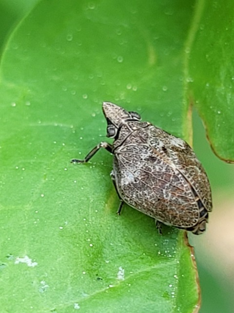 Mycterodus