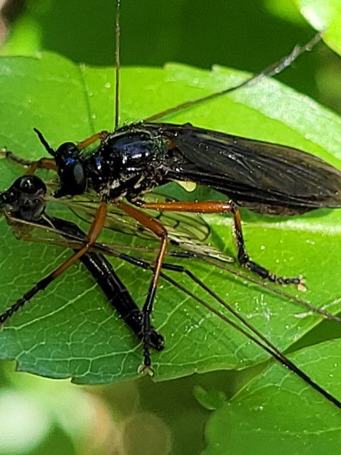 Dioctria oelandica - piroslábú héjalégy