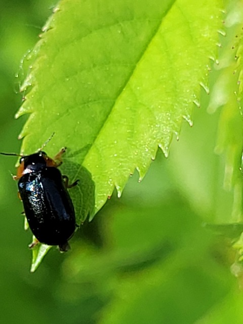 Smaragdina aurita - feketehátú zsáklevelész
