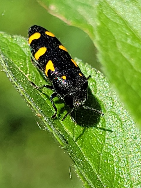 Ptosima undecimmaculata - sárgafoltos díszbogár