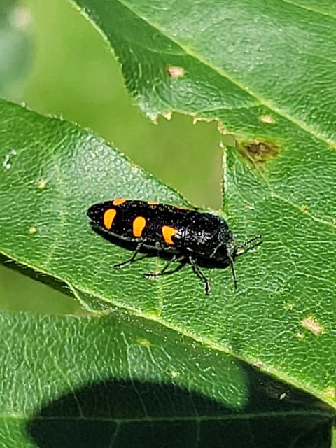 Ptosima undecimmaculata - sárgafoltos díszbogár