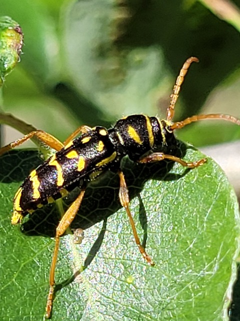 Plagionotus arcuatus - bársonyos darázscincér