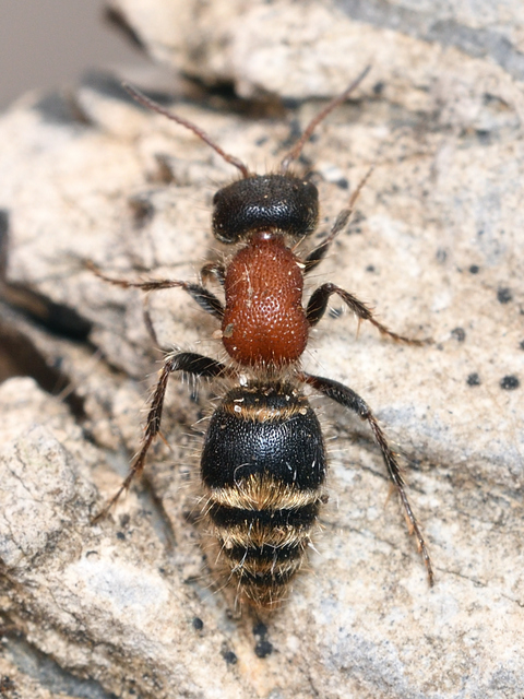 Mutillidae - hangyadarazsak