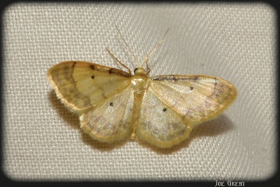 Idaea politaria - vonalas apróaraszoló