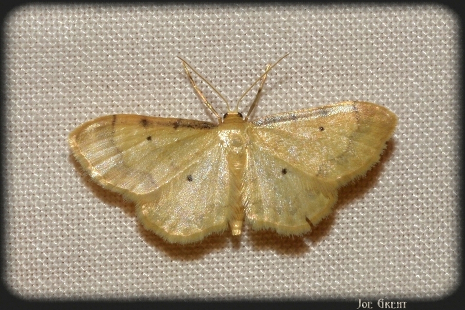 Idaea politaria - vonalas apróaraszoló