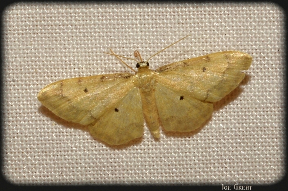 Idaea politaria - vonalas apróaraszoló