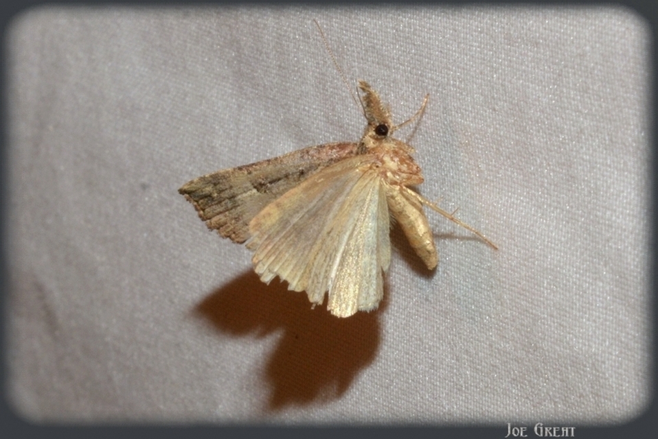 Hypena rostralis - közönséges karcsúbagoly