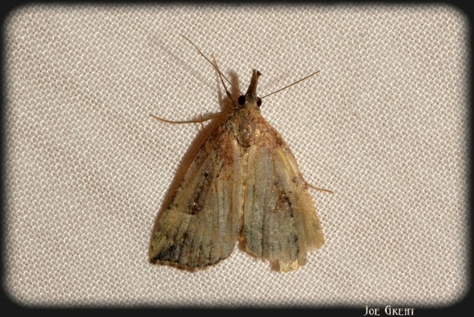Hypena rostralis - közönséges karcsúbagoly