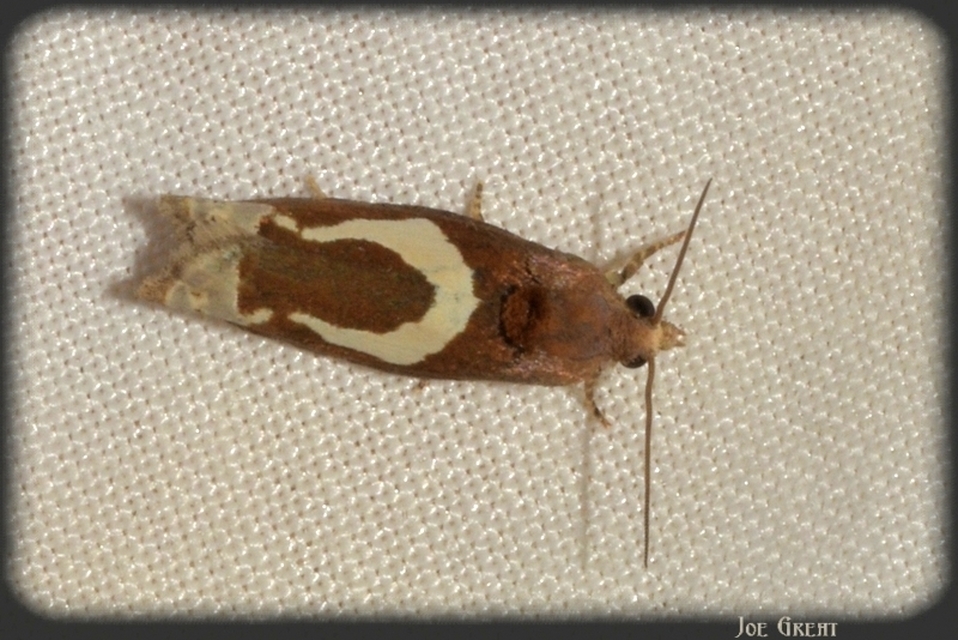 Epiblema foenella - kampósfoltú tükrösmoly