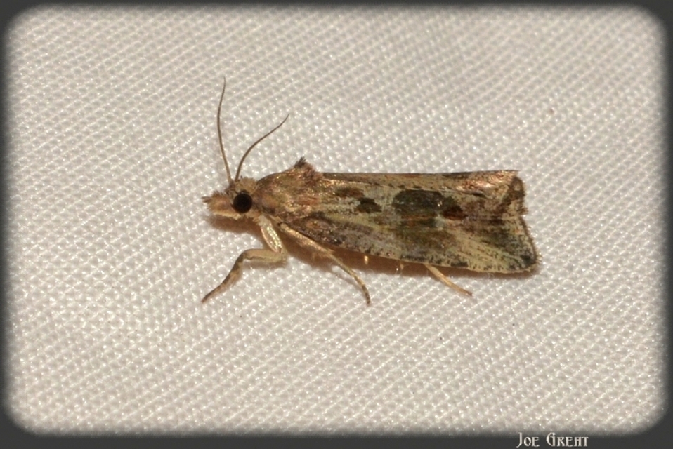 Endothenia quadrimaculana - mocsári tükrösmoly