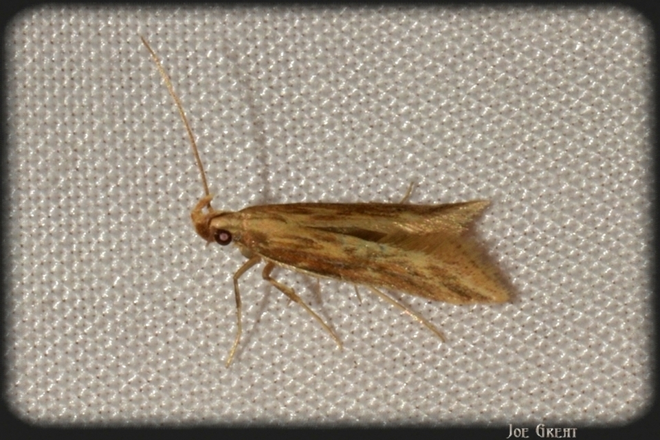 Metzneria