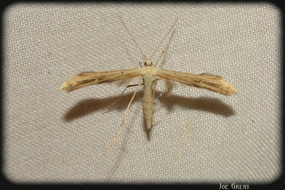 Pterophoridae - tollasmolyfélék
