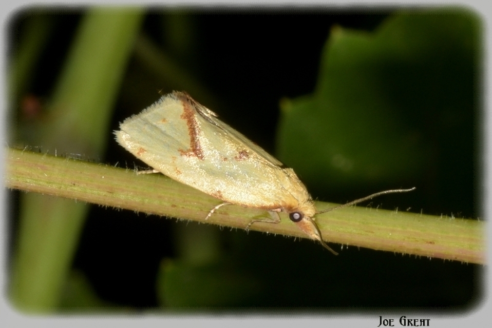 Agapeta hamana - közönséges sárgamoly