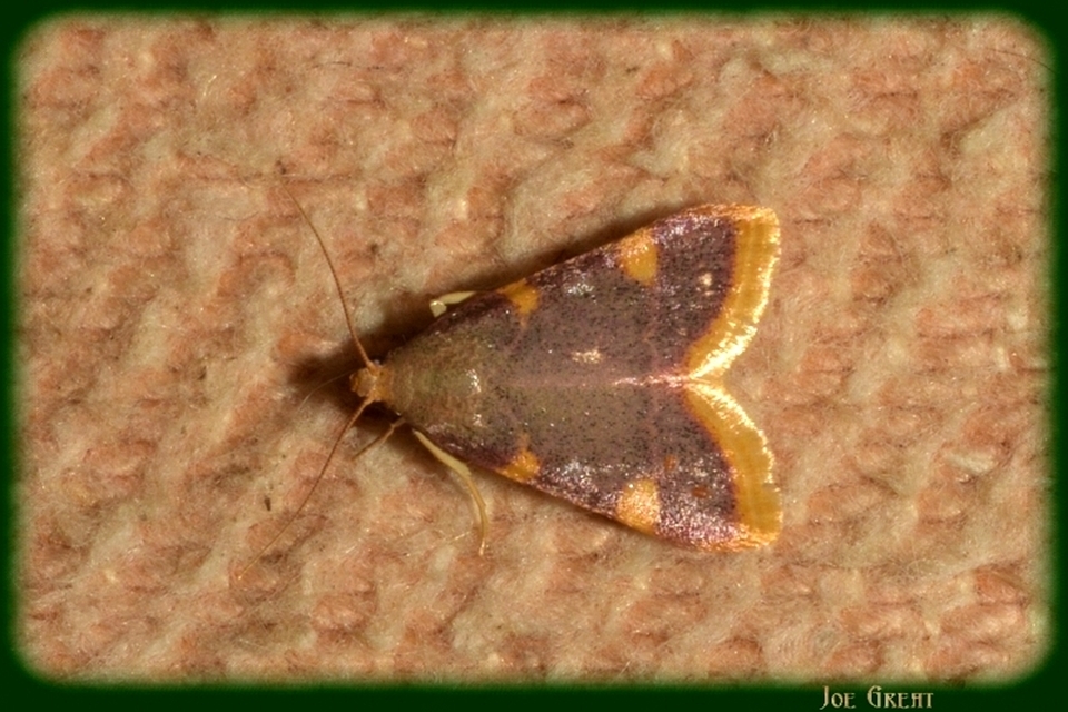 Hypsopygia costalis - szénailonca
