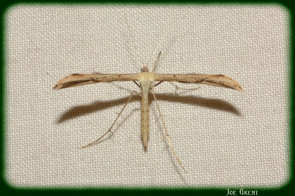 Pterophoridae - tollasmolyfélék