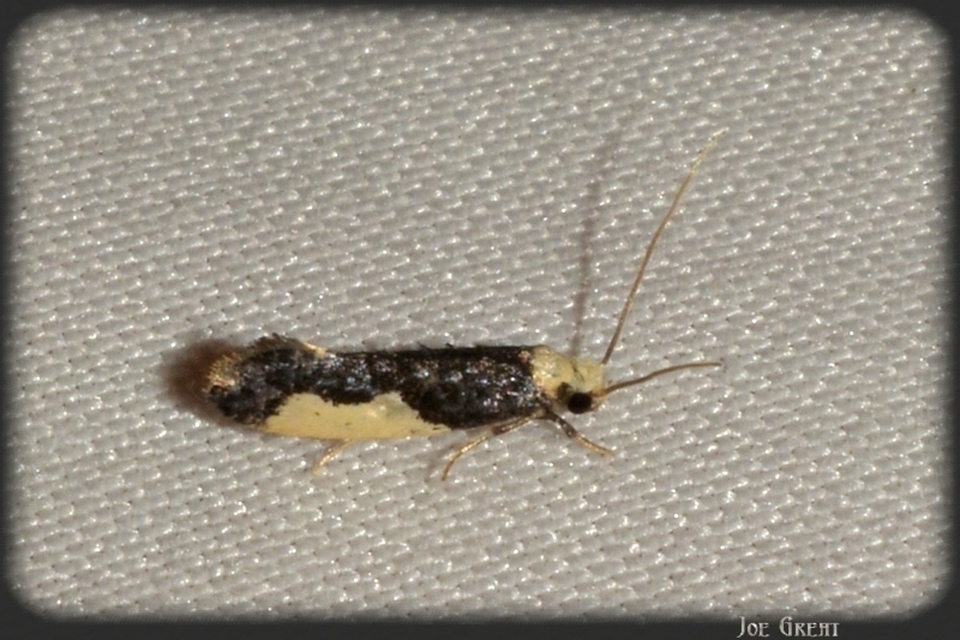 Monopis monachella - apácamoly