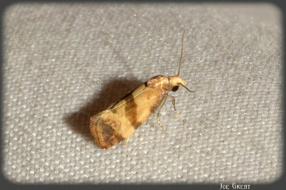 Phalonidia contractana - pipitér-fúrómoly