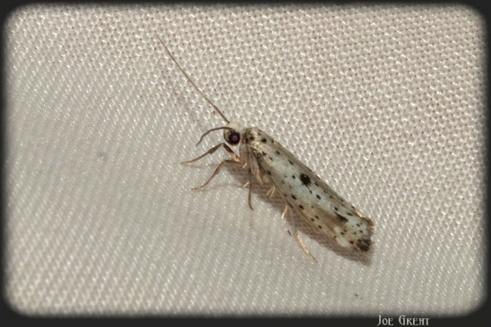 Yponomeuta plumbella - pókhálós bengemoly