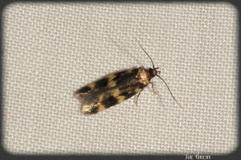 Oegoconia