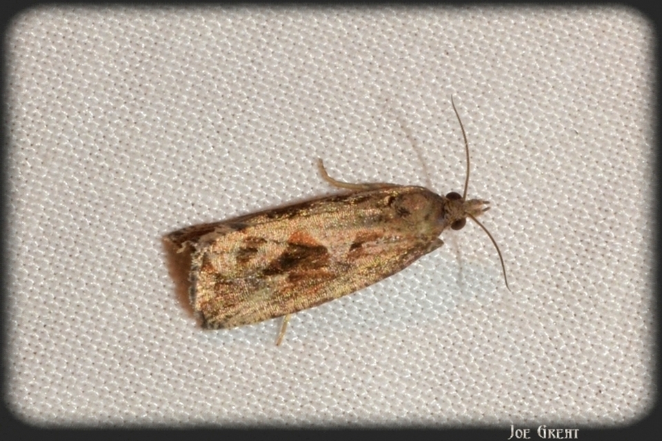 Endothenia quadrimaculana - mocsári tükrösmoly