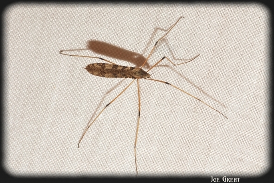 Limnophila pictipennis