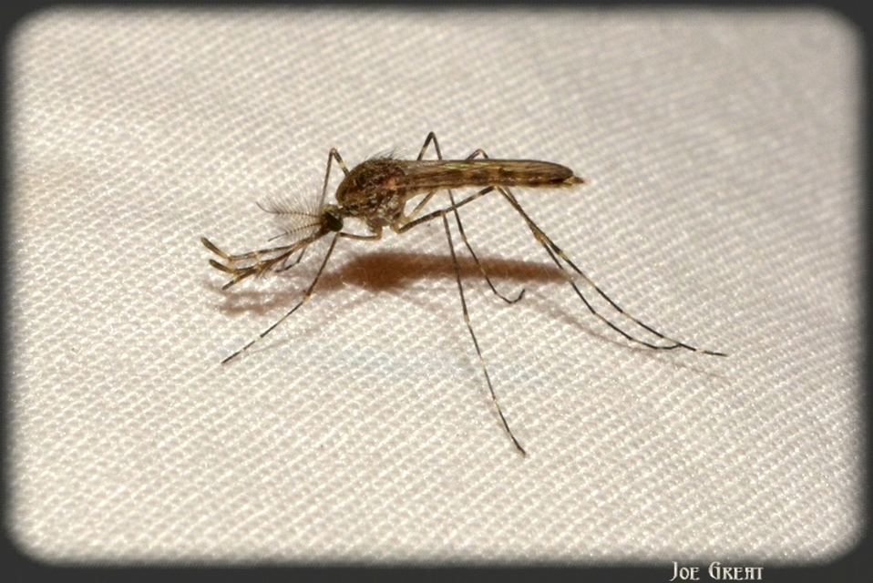 Aedes