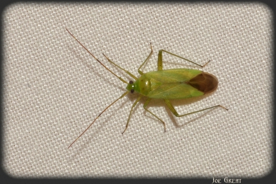 Closterotomus norwegicus - zöld mezeipoloska