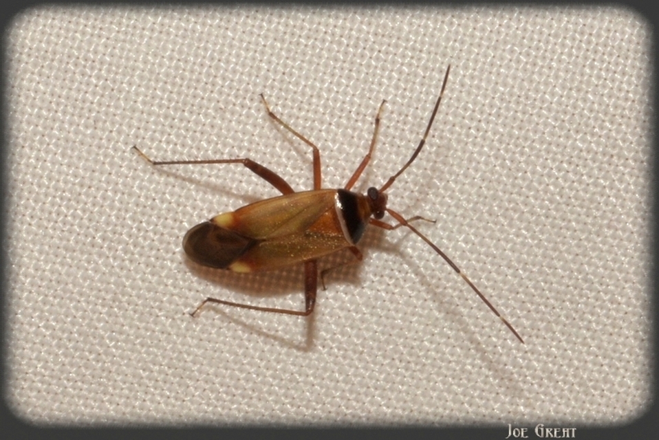 Adelphocoris vandalicus - feketevállú mezeipoloska