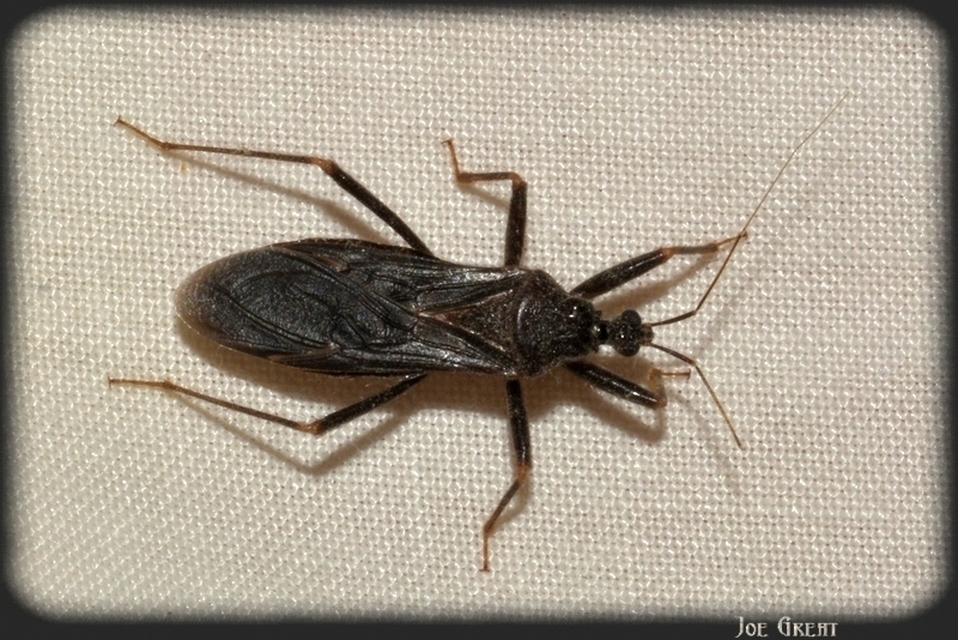 Reduvius personatus - szemetes zugpoloska