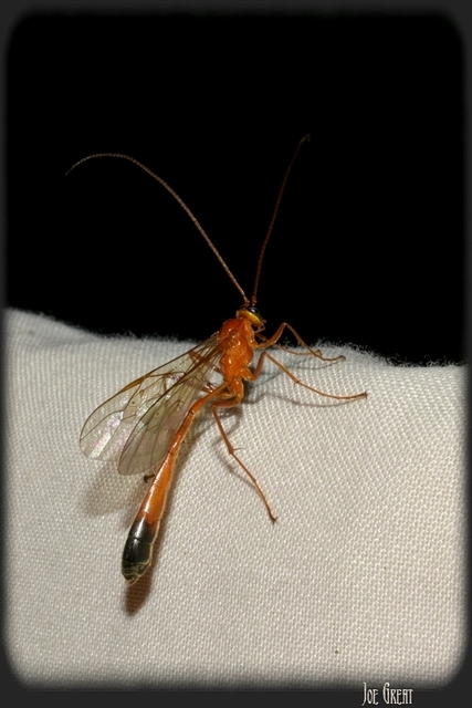 Hymenoptera - Hártyásszárnyúak