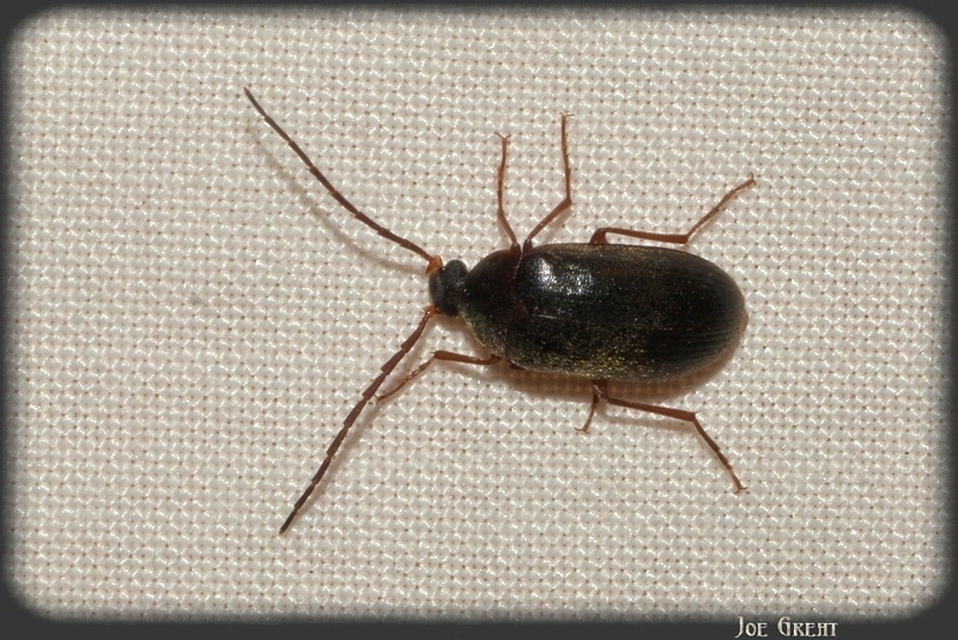 Hymenalia rufipes - rőtlábú alkonybogár