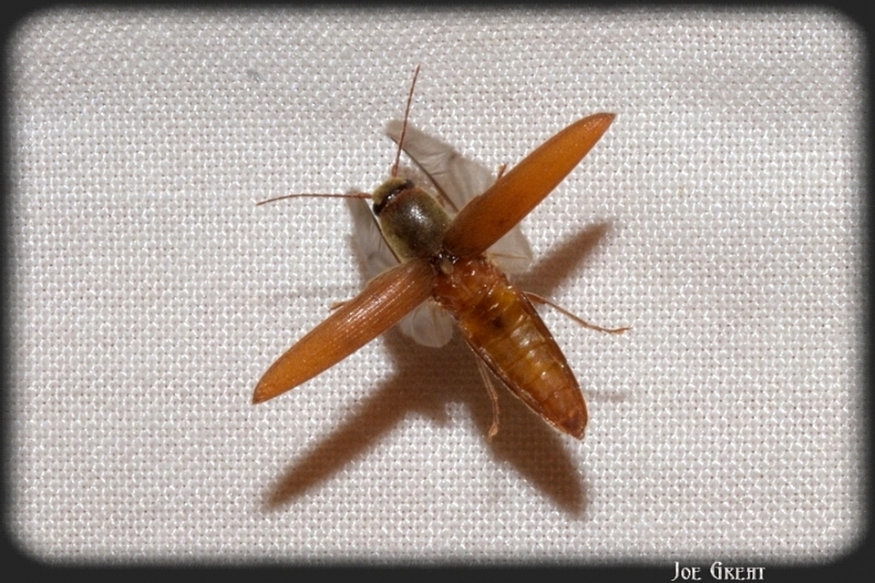 Elateridae - pattanóbogárfélék