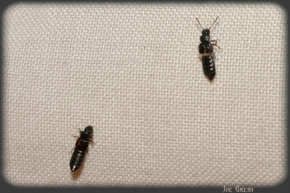 Anotylus Anotylus