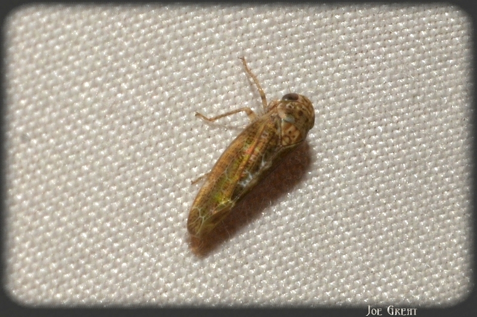 Deltocephalinae
