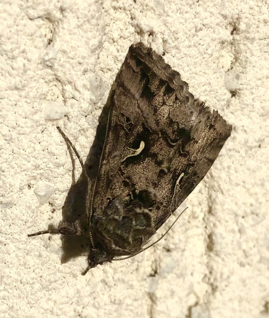 Autographa gamma - gammalepke