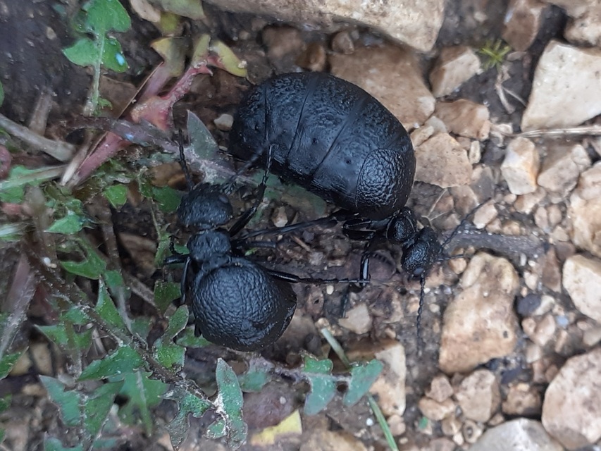 Meloe rugosus - ráncos nünüke