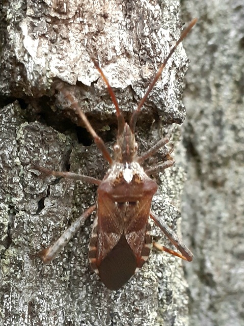 Leptoglossus occidentalis - nyugati levéllábú poloska
