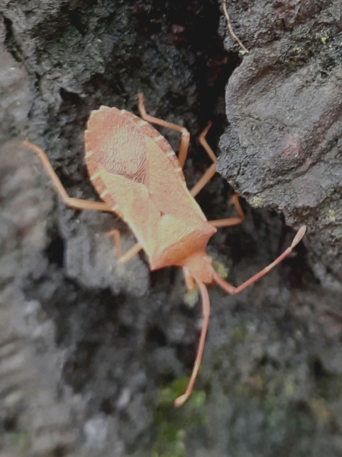 Gonocerus acuteangulatus - aranypetés karimáspoloska