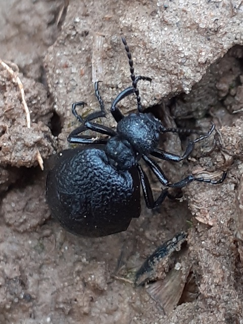 Meloe rugosus - ráncos nünüke
