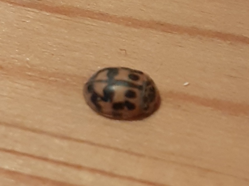 Oenopia conglobata - rózsás katica