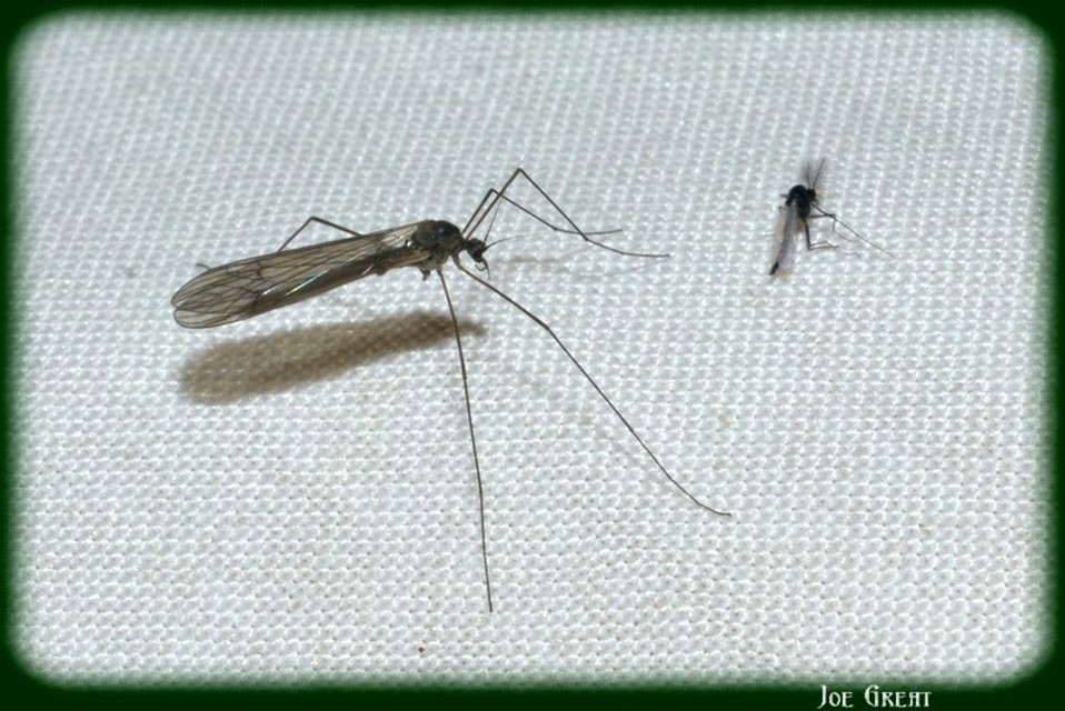 Diptera - Kétszárnyúak