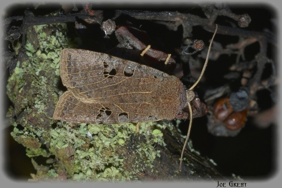 Conistra rubiginosa - szürke télibagoly