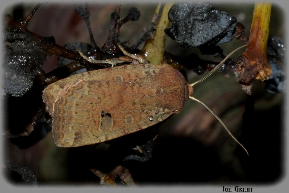 Conistra erythrocephala - vörösfejű őszibagoly