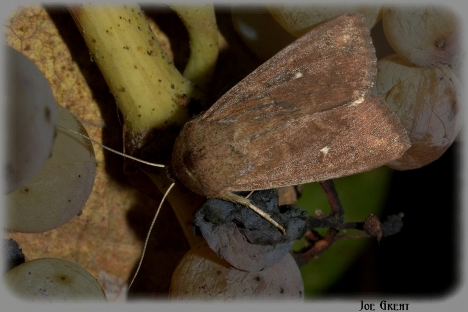 Mythimna albipuncta - fehérpettyes rétibagoly Mythimna albipuncta - fehérpettyes rétibagoly