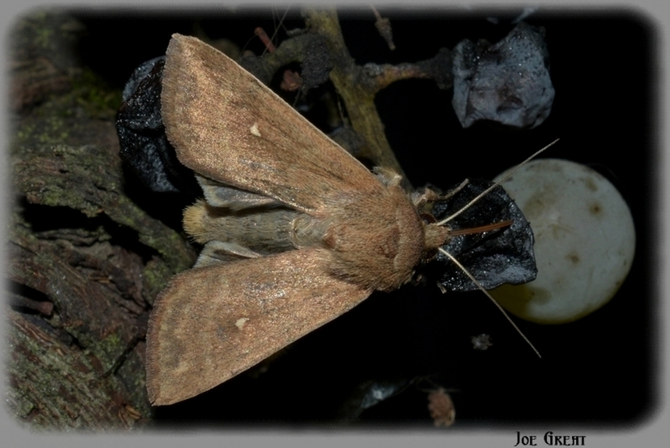 Mythimna albipuncta - fehérpettyes rétibagoly Mythimna albipuncta - fehérpettyes rétibagoly