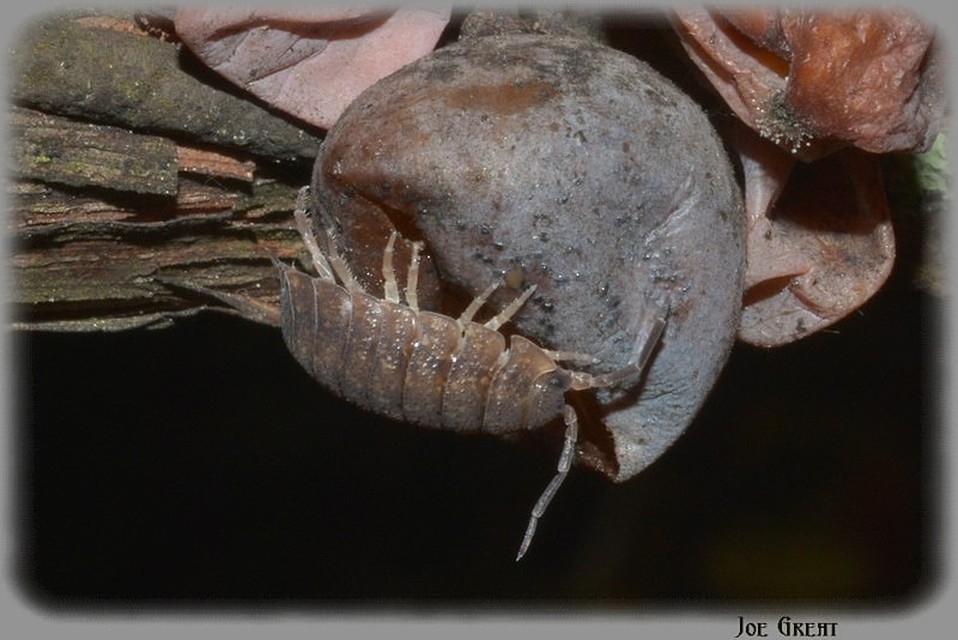 Isopoda - Ászkarákok