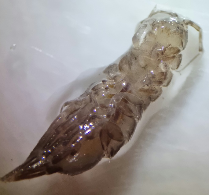 Asellus aquaticus - közönséges víziászka