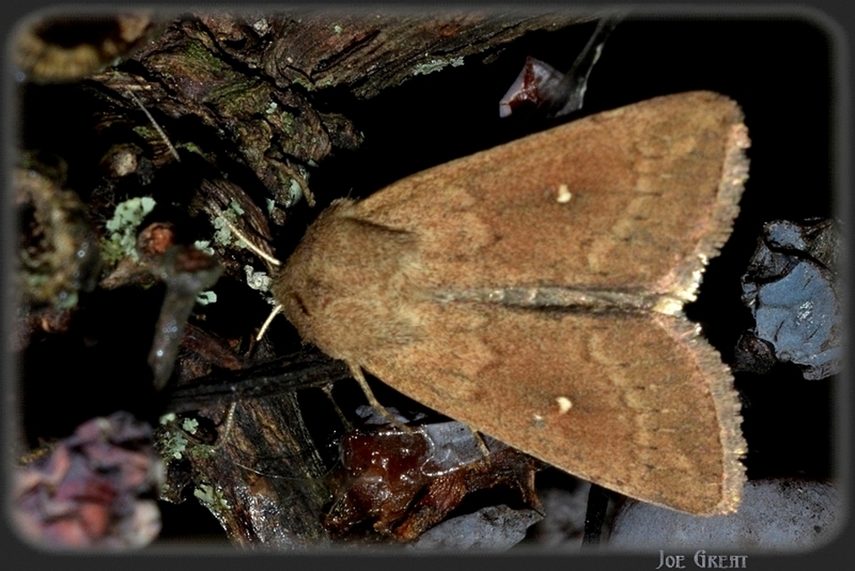 Mythimna albipuncta - fehérpettyes rétibagoly Mythimna albipuncta - fehérpettyes rétibagoly