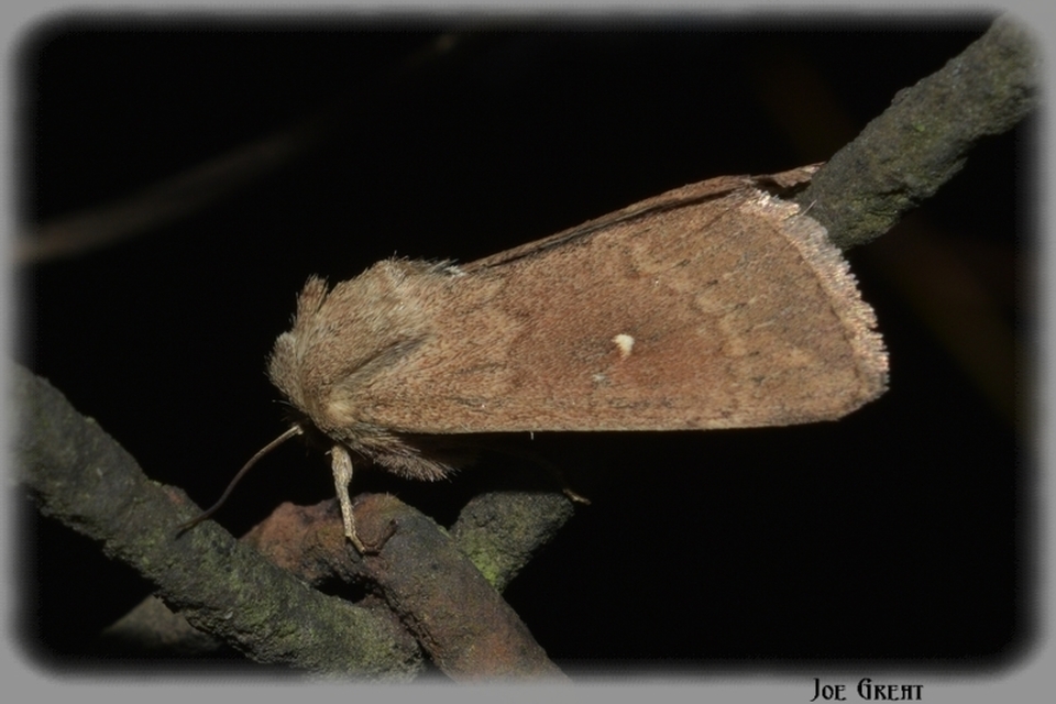 Mythimna albipuncta - fehérpettyes rétibagoly Mythimna albipuncta - fehérpettyes rétibagoly