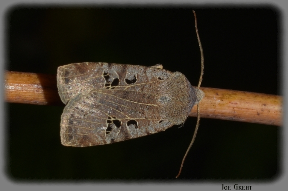 Conistra rubiginosa - szürke télibagoly